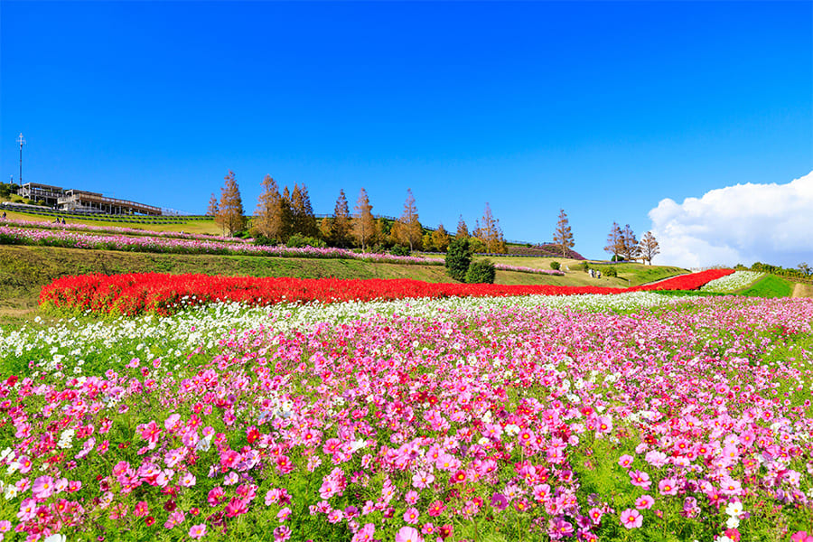 波斯菊花海